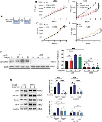 Oxidized low density lipoprotein in the liver causes decreased permeability of liver lymphatic- but not liver sinusoidal-endothelial cells via VEGFR-3 regulation of VE-Cadherin